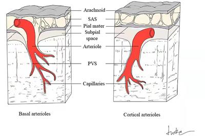 Perivascular Spaces, Glymphatic System and MR